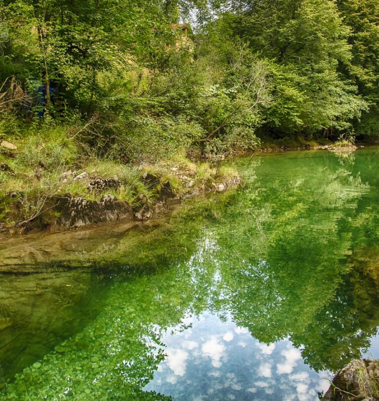 river, forest, nature-7007373.jpg